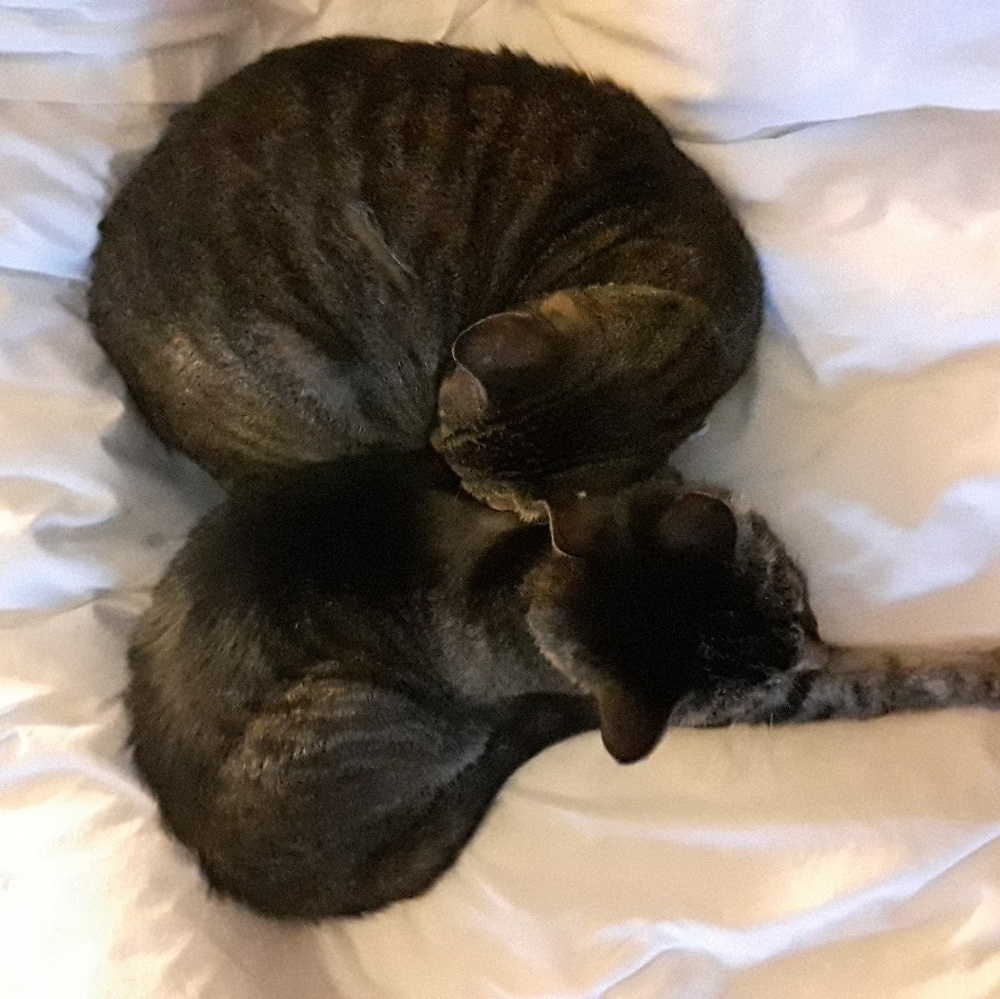 Meet your Posher, Drinkswithcats